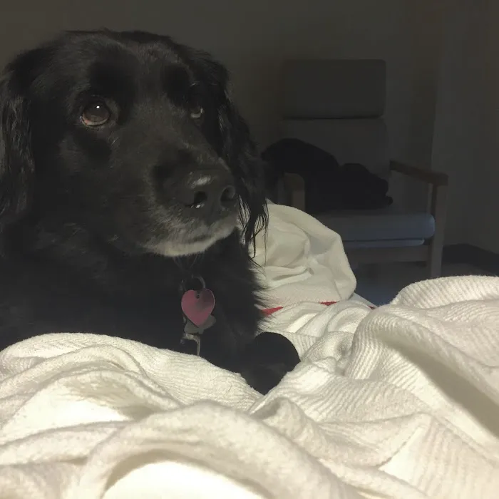 Urgent Animal Care of Arlington 12