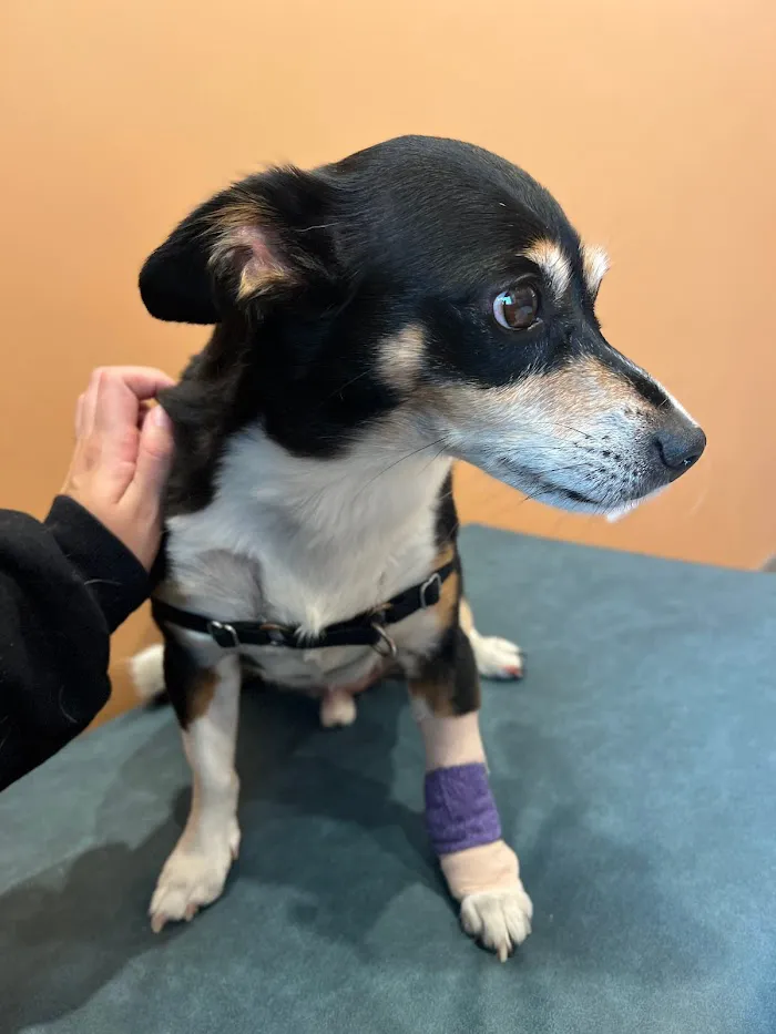 Urgent Animal Care of Arlington 12