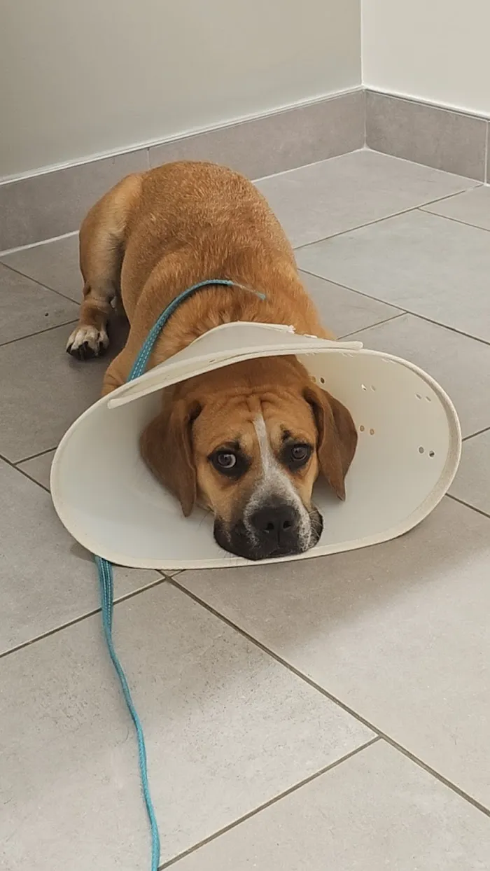 Veterinary Emergency Group 9