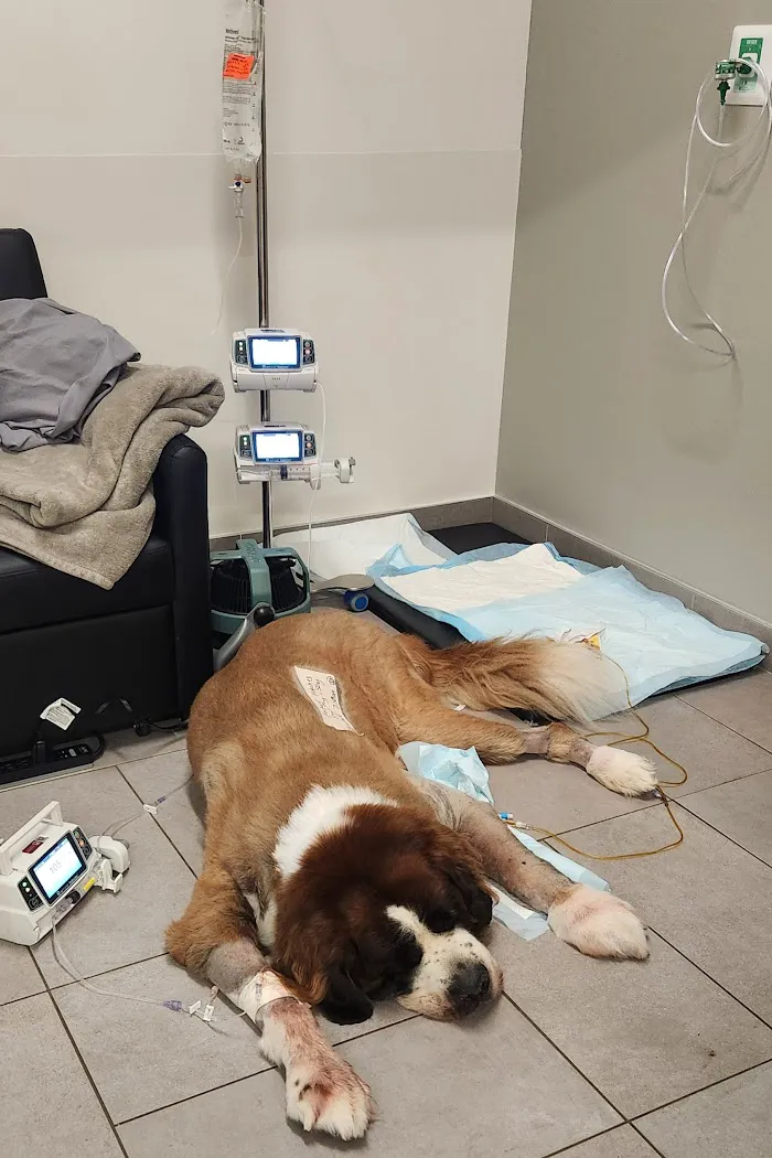 Veterinary Emergency Group 10