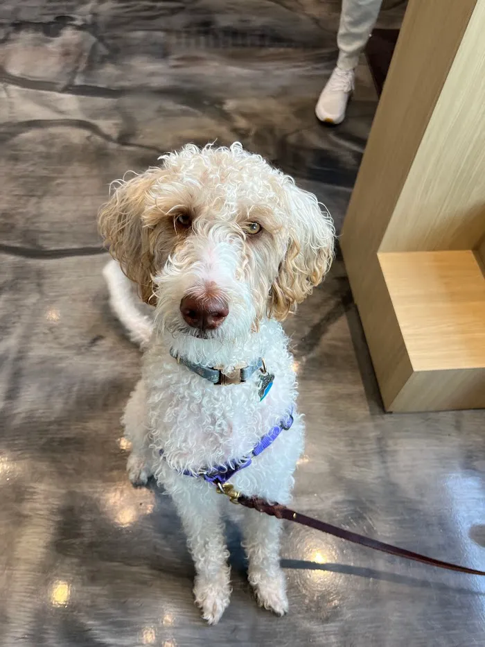 Parker & Ace Veterinary Care 12