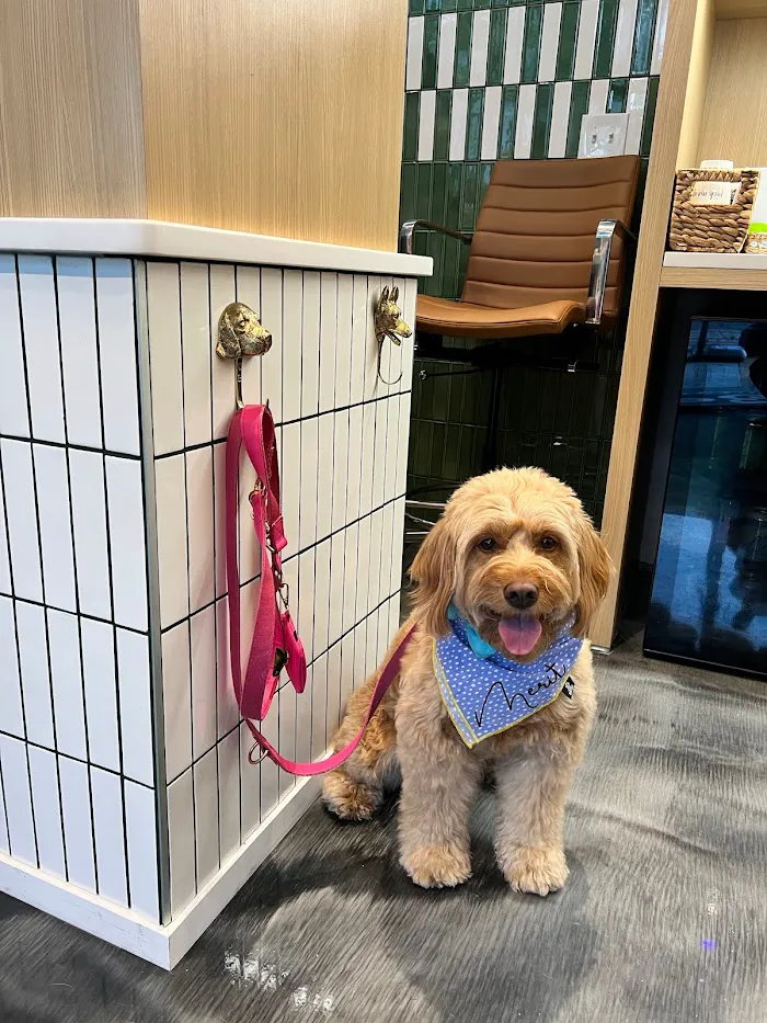 Parker & Ace Veterinary Care 12
