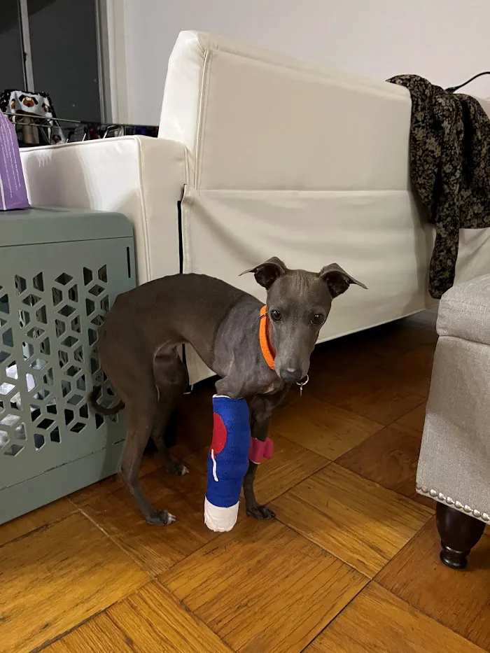 Friendship Hospital For Animals 12