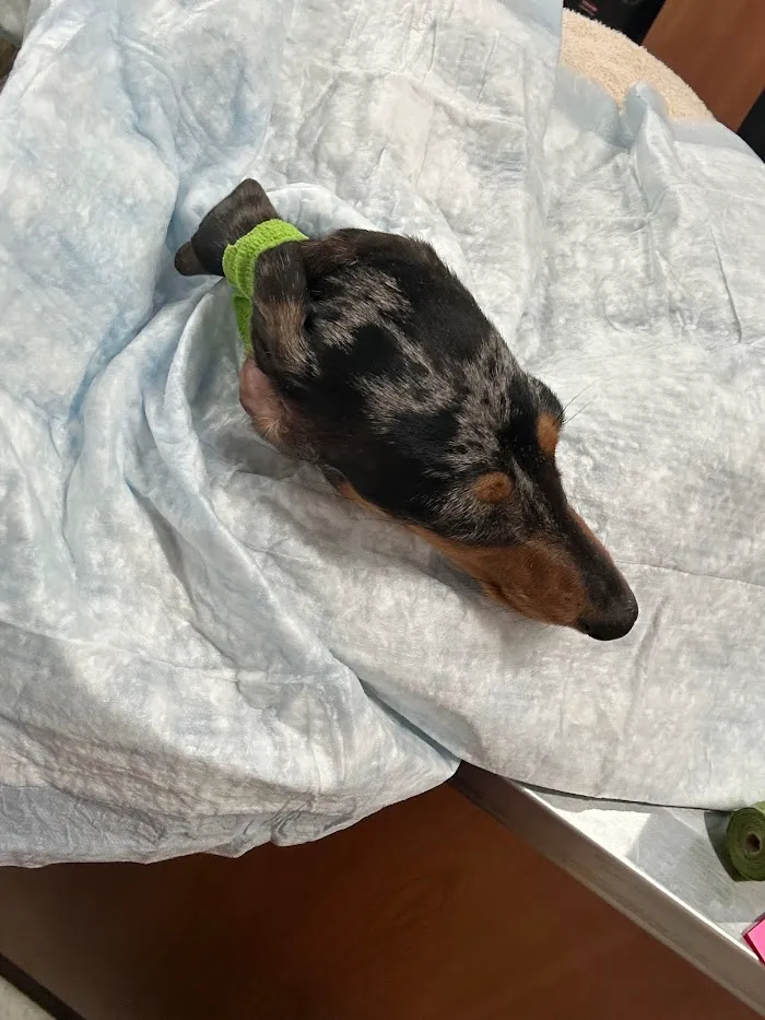 Veterinary Emergency Group 12