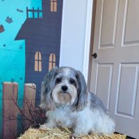 Sunshine Animal Hospital ico