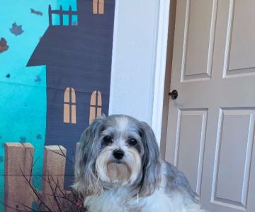 Sunshine Animal Hospital