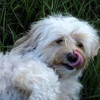 Ridgemoor Animal Hospital ico