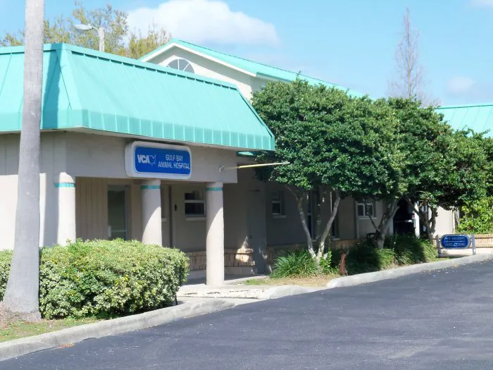 VCA Gulf Bay Animal Hospital 12