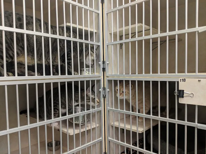 VCA Gulf Bay Animal Hospital 12