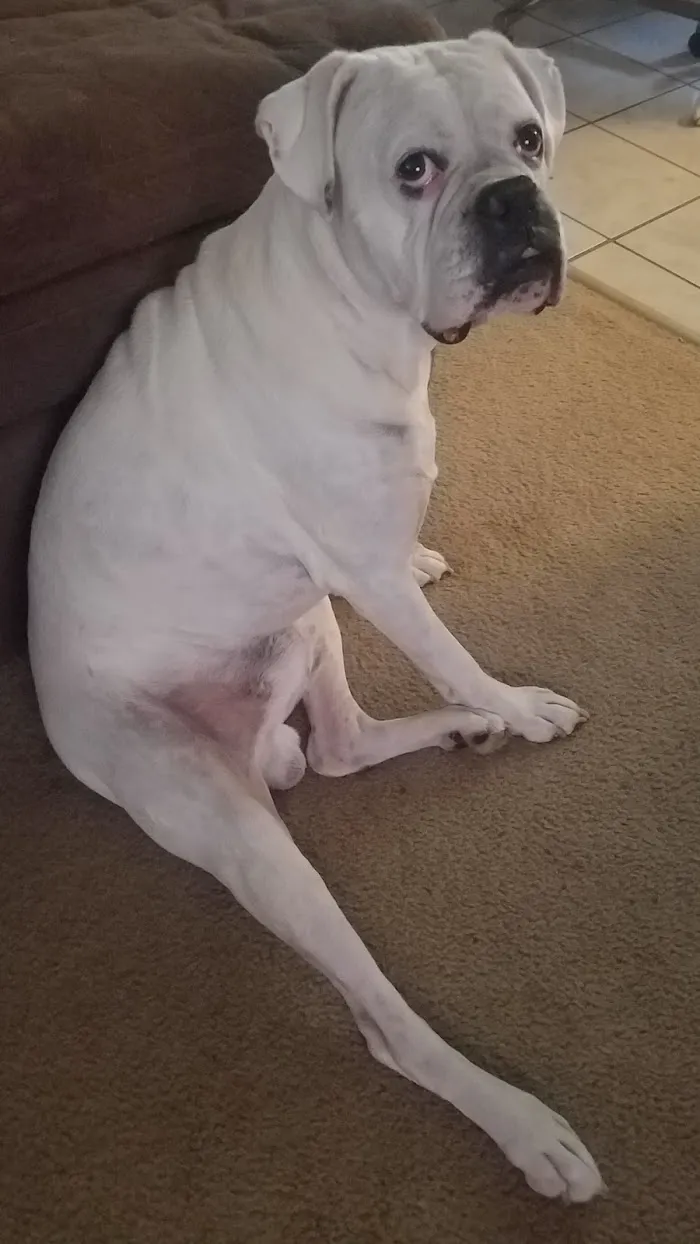 VCA Gulf Bay Animal Hospital 12