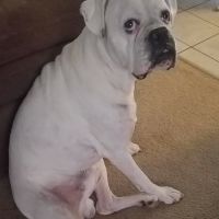 VCA Gulf Bay Animal Hospital ico