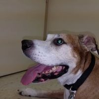 Curlew Animal Hospital ico