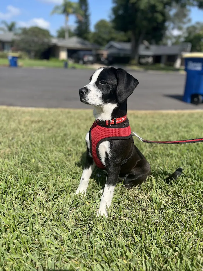 Skycrest Animal Hospital 12