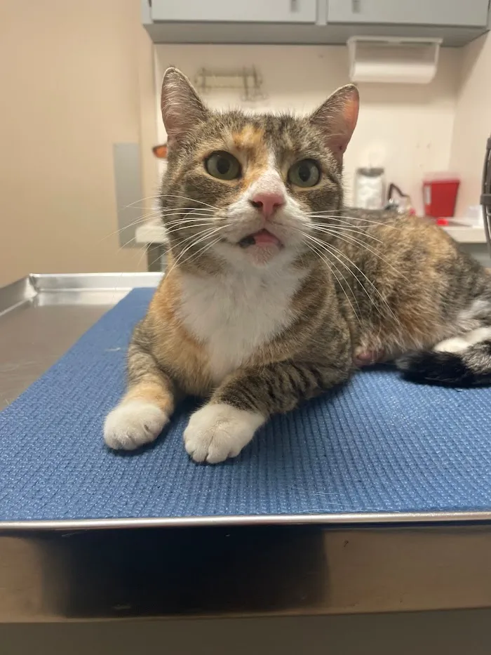 Skycrest Animal Hospital 12