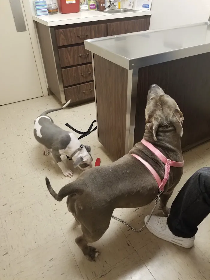 Skycrest Animal Hospital 12
