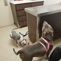 Skycrest Animal Hospital ico
