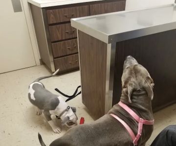 Skycrest Animal Hospital