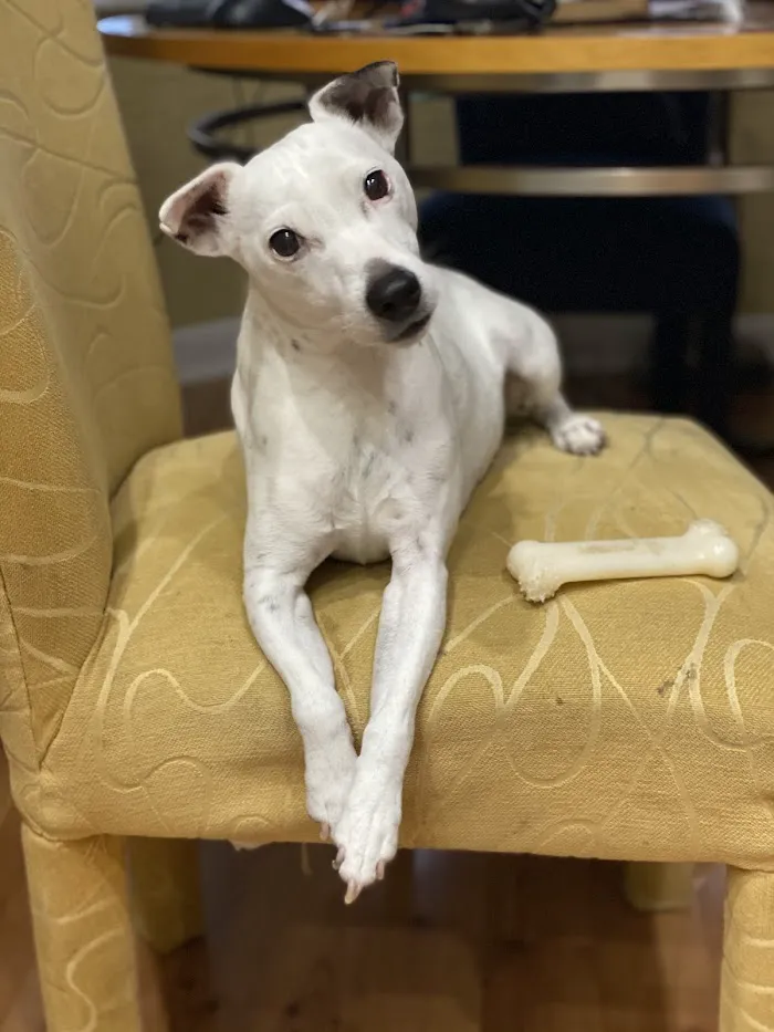 Belcher Animal Hospital 12