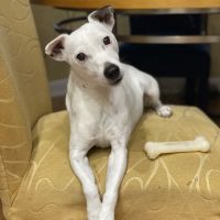 Belcher Animal Hospital ico