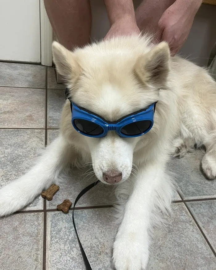 Belcher Animal Hospital 12