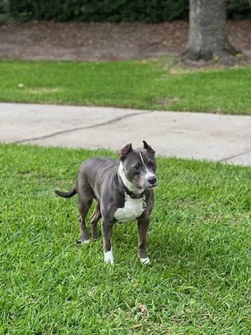 Belcher Animal Hospital 12