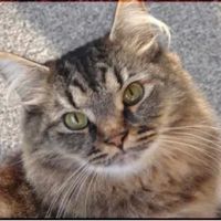 All Pet Care ico