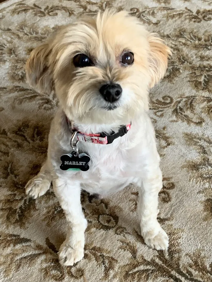 Westlake Animal Hospital 12