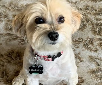 Westlake Animal Hospital