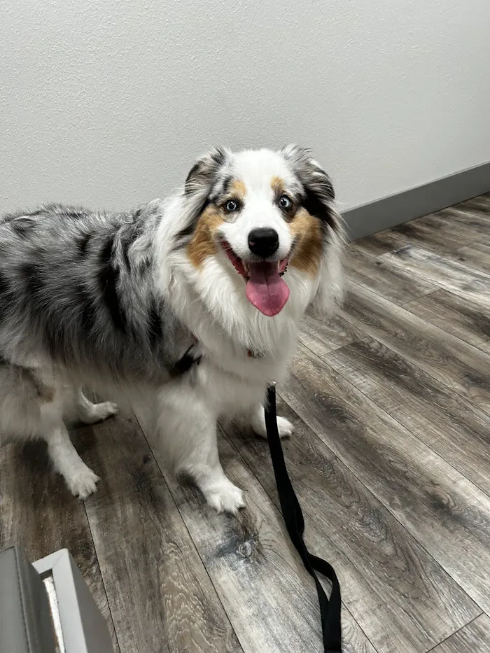 Westlake Animal Hospital 12