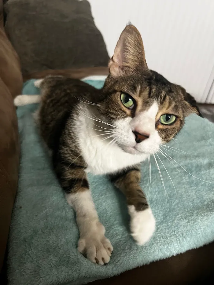 Westlake Animal Hospital 12