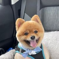 Countryside Animal Hospital ico