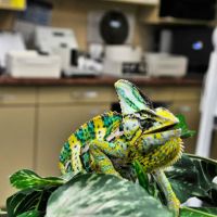 Animal and Bird Medical Center of Palm Harbor ico