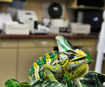 Animal and Bird Medical Center of Palm Harbor