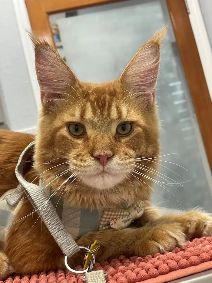Paws and Claws Animal Medical Center - Dunedin 12