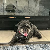 Hughes ico