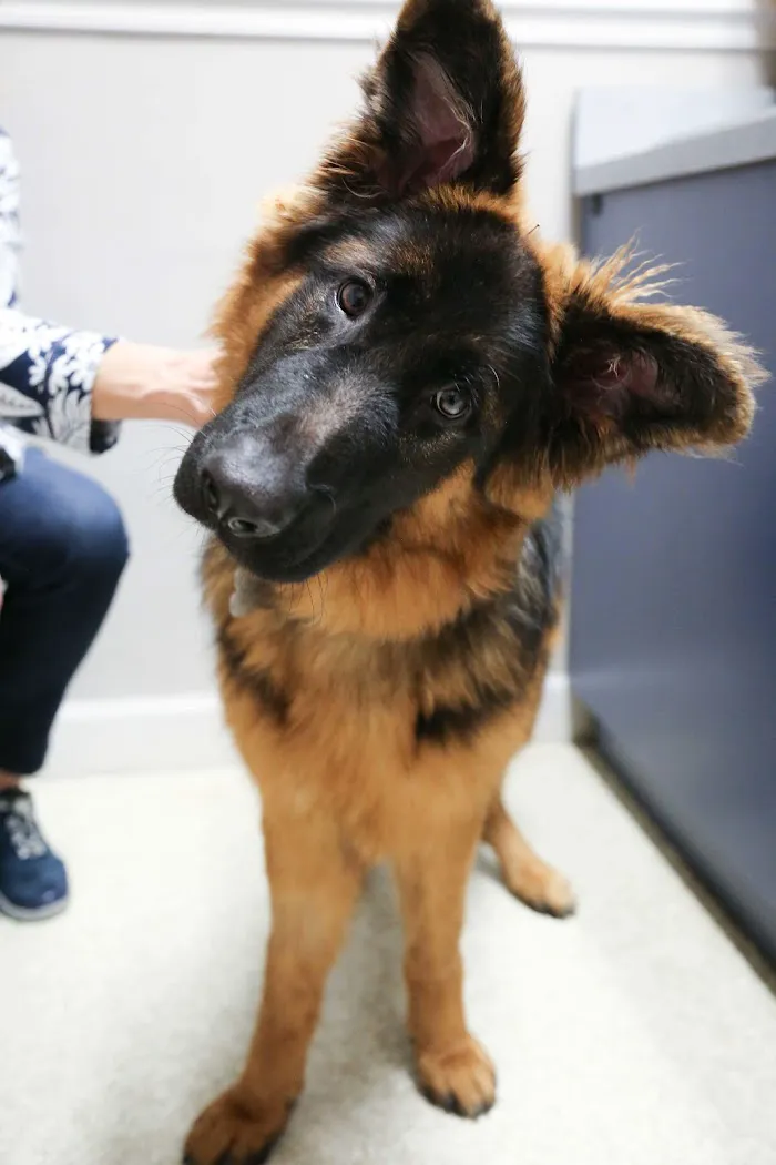 Animal Hospital of Dunedin 12
