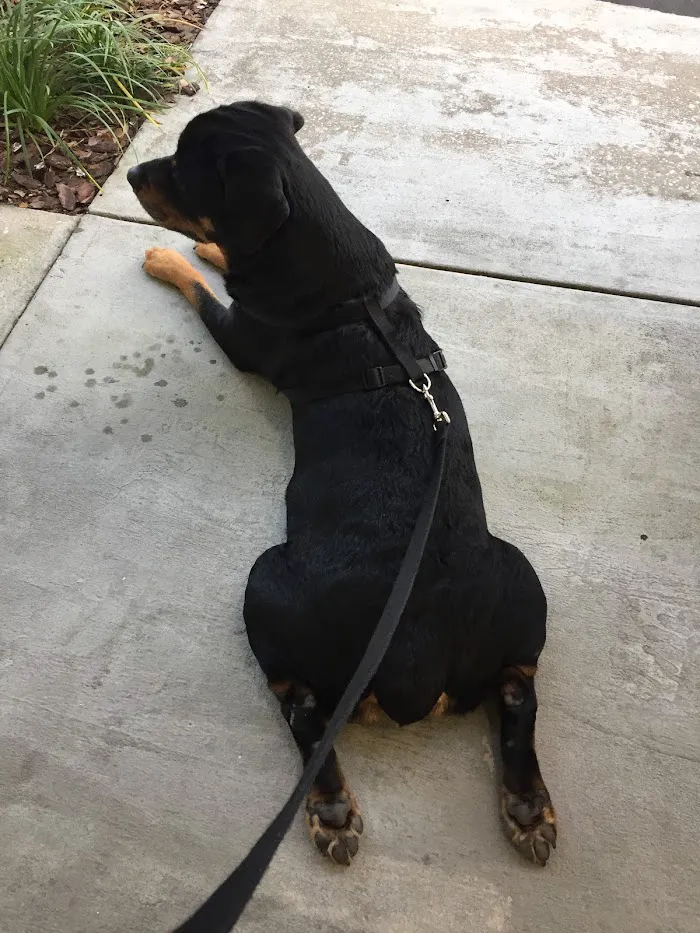 Enterprise Rd Animal Hospital, Dr Carlos Pola 12