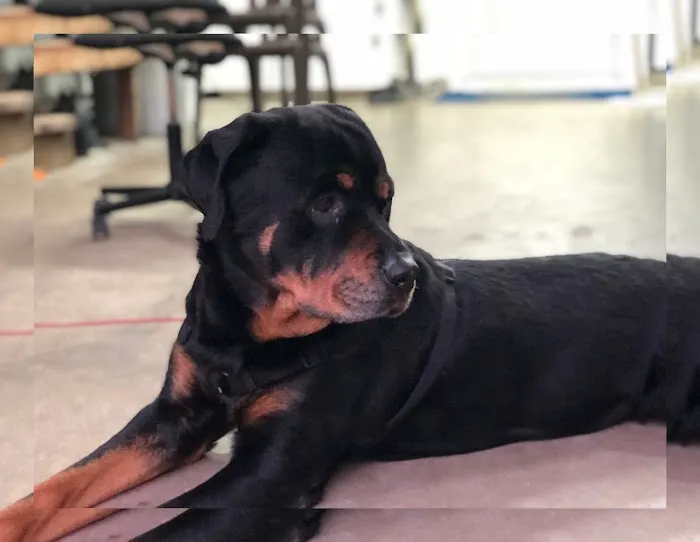 Enterprise Rd Animal Hospital, Dr Carlos Pola 12