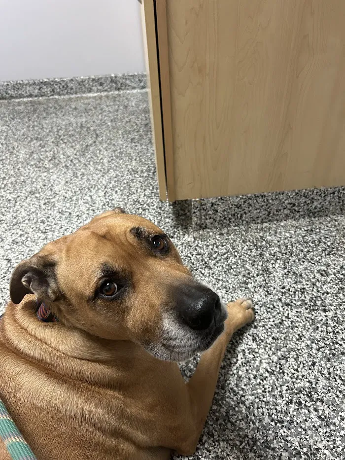 Harborside Animal Hospital 12
