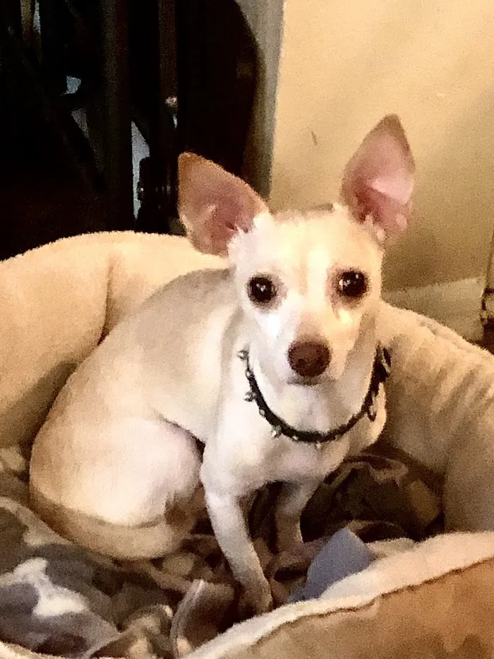 Harborside Animal Hospital 12