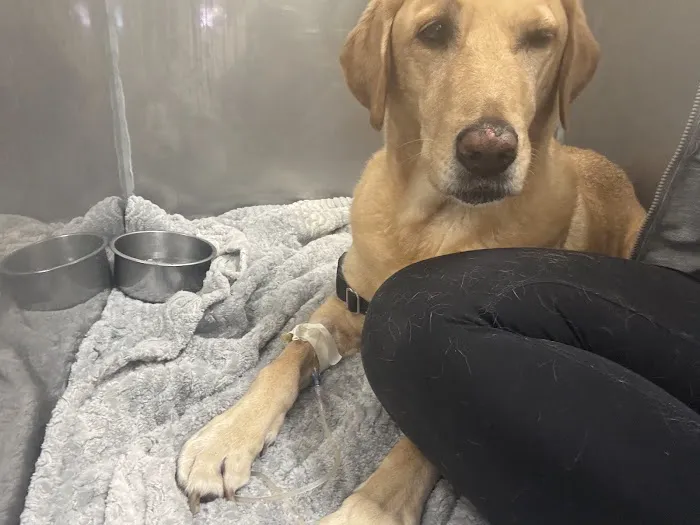 Sunset Point Animal Hospital 12