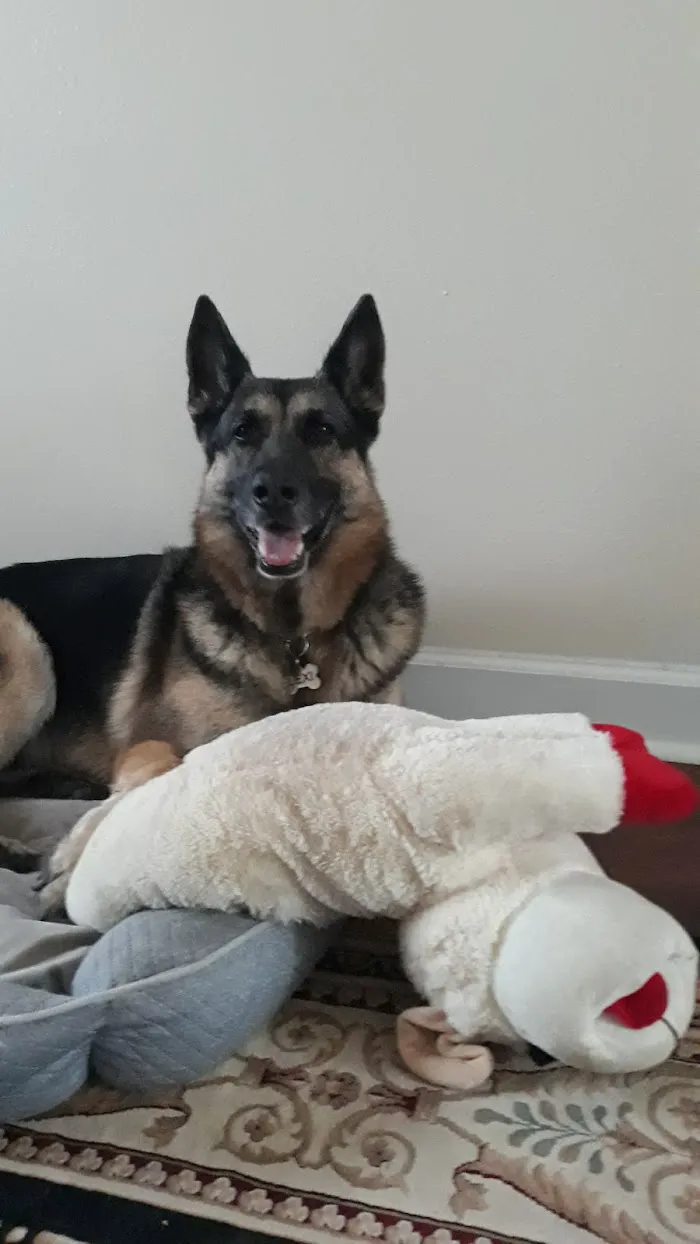 Sunset Point Animal Hospital 12