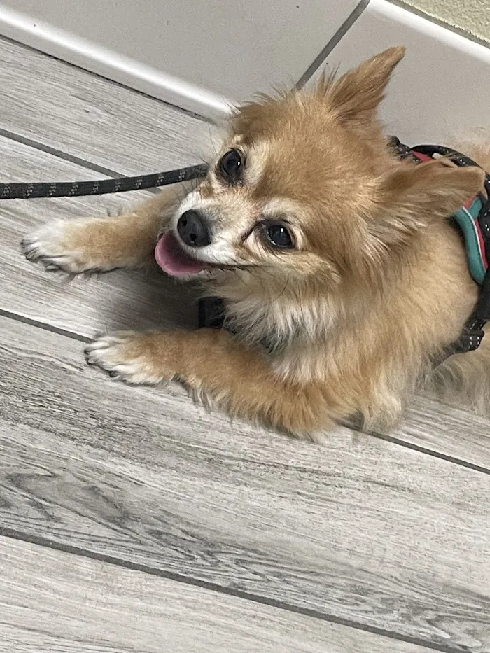 Sunset Point Animal Hospital 12