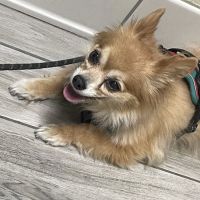 Sunset Point Animal Hospital ico