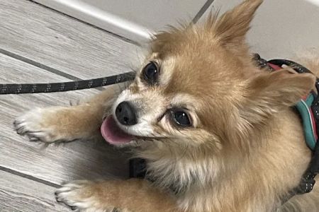 Sunset Point Animal Hospital