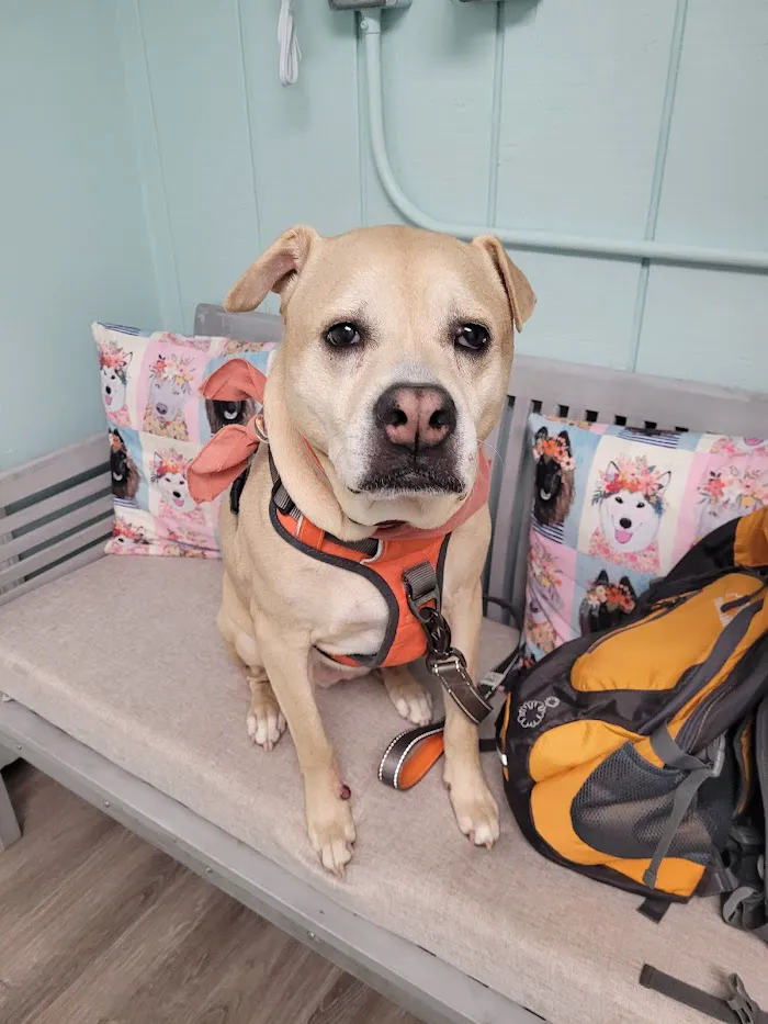 Coastal Veterinary Care 12