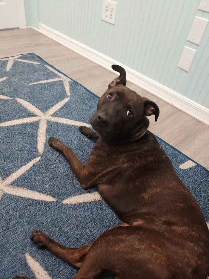 Coastal Veterinary Care 12