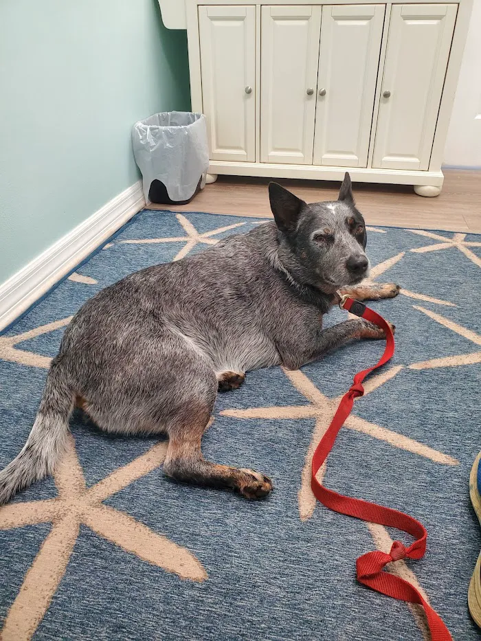 Coastal Veterinary Care 12