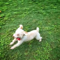 Animal Associates ico