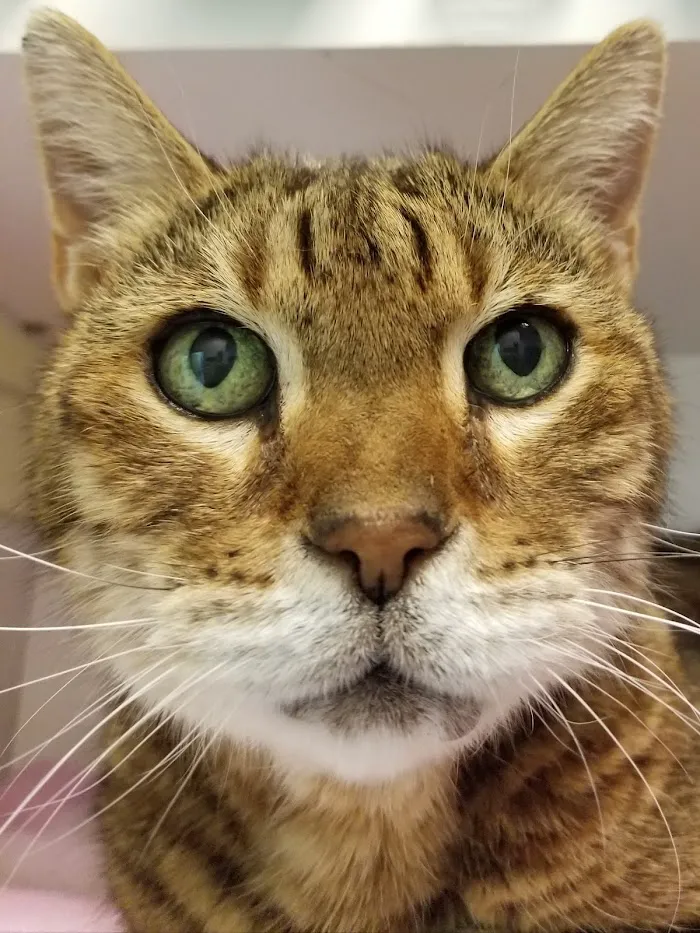 My Pet Animal Hospital Inc 12